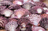 pink white scallop shells 1 kg